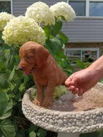 Howie, a male Golden Retriever for sale in Owen, WI – 3 of 6
