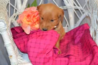 Bena, a female Golden Retriever for sale in Owen, WI – 2 of 5