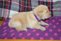 Marshmellow, a female Golden Retriever for sale in Owen, WI – 2 of 4