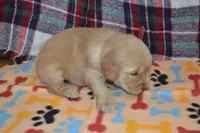 Morgan, a female Golden Retriever for sale in Owen, WI – 2 of 4