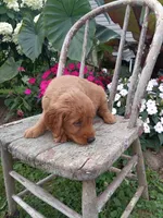 Harper, a female Golden Retriever for sale in Owen, WI – 2 of 6