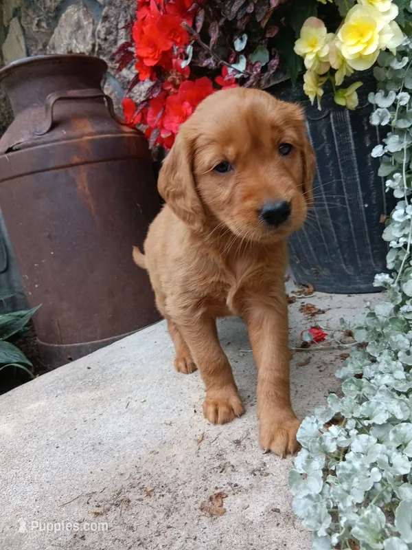 Bubbles – Golden Retriever puppy for sale in Owen, WI