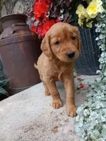 Bubbles, a female Golden Retriever for sale in Owen, WI – 1 of 4