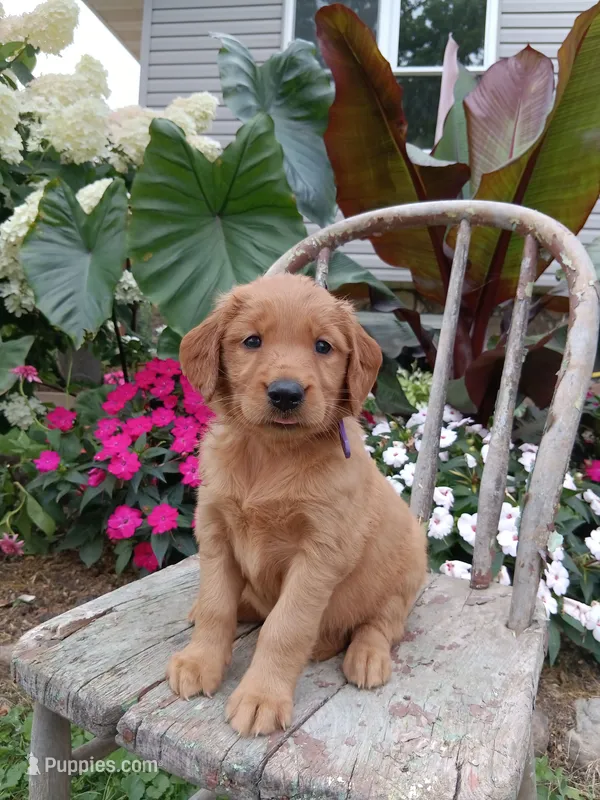 Heather – Golden Retriever puppy for sale in Owen, WI