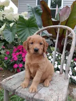 Heather, a female Golden Retriever for sale in Owen, WI – 1 of 6