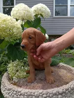 Howie, a male Golden Retriever for sale in Owen, WI – 6 of 6