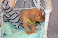 Benjie, a male Golden Retriever for sale in Owen, WI – 2 of 5
