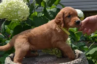 Hugo, a male Golden Retriever for sale in Owen, WI – 6 of 6