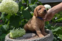 Harry, a male Golden Retriever for sale in Owen, WI – 5 of 7