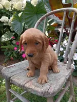 Hazel, a female Golden Retriever for sale in Owen, WI – 3 of 6
