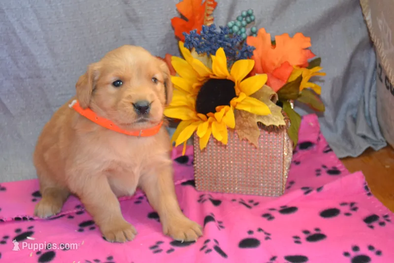 Mandy – Golden Retriever puppy for sale in Owen, WI