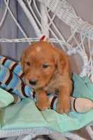 Buster, a male Golden Retriever for sale in Owen, WI – 5 of 6