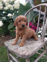 Harper, a female Golden Retriever for sale in Owen, WI – 6 of 6
