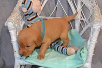 Baron, a male Golden Retriever for sale in Owen, WI – 2 of 5