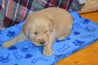 Max, a male Golden Retriever for sale in Owen, WI – 2 of 4