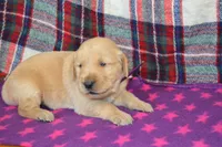 Marshmellow, a female Golden Retriever for sale in Owen, WI – 3 of 4