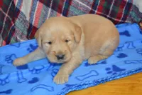 Max, a male Golden Retriever for sale in Owen, WI – 4 of 4