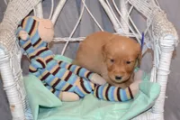 Bowser, a male Golden Retriever for sale in Owen, WI – 2 of 5
