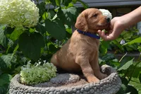 Harry, a male Golden Retriever for sale in Owen, WI – 6 of 7