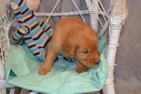 Benjie, a male Golden Retriever for sale in Owen, WI – 3 of 5