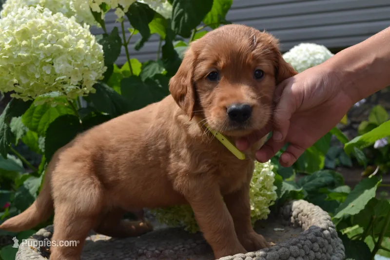 Hugo – Golden Retriever puppy for sale in Owen, WI