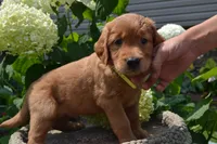 Hugo, a male Golden Retriever for sale in Owen, WI – 1 of 6