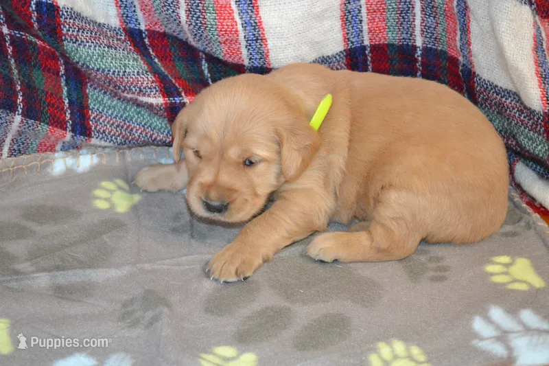 Morning – Golden Retriever puppy for sale in Owen, WI