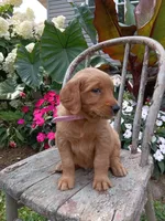 Hazel, a female Golden Retriever for sale in Owen, WI – 6 of 6