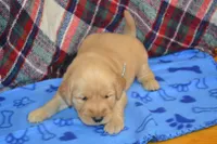 Milo, a male Golden Retriever for sale in Owen, WI – 2 of 4
