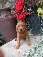 Breeze, a female Golden Retriever for sale in Owen, WI – 2 of 4