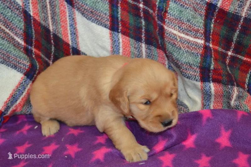Mylie – Golden Retriever puppy for sale in Owen, WI