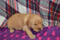 Mylie, a female Golden Retriever for sale in Owen, WI – 1 of 4
