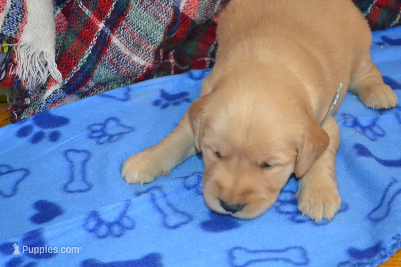 Milo – Golden Retriever puppy for sale in Owen, WI