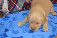 Milo, a male Golden Retriever for sale in Owen, WI – 1 of 4
