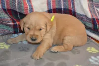 Morning, a female Golden Retriever for sale in Owen, WI – 4 of 4