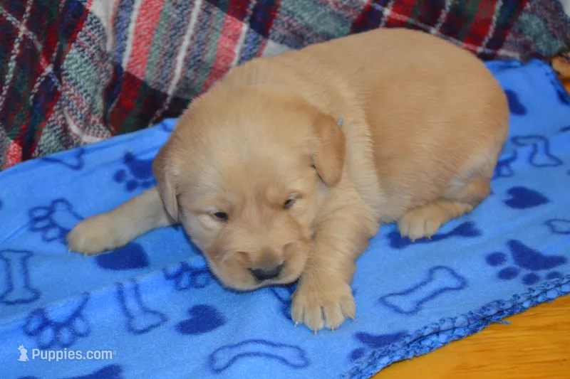 Max – Golden Retriever puppy for sale in Owen, WI
