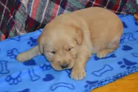 Max, a male Golden Retriever for sale in Owen, WI – 1 of 4