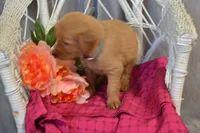 Bonnie, a female Golden Retriever for sale in Owen, WI – 4 of 5