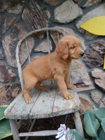 Biff, a male Golden Retriever for sale in Owen, WI – 4 of 4