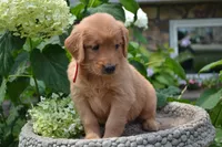 Hank, a male Golden Retriever for sale in Owen, WI – 8 of 8