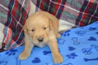 Mason, a male Golden Retriever for sale in Owen, WI – 4 of 4