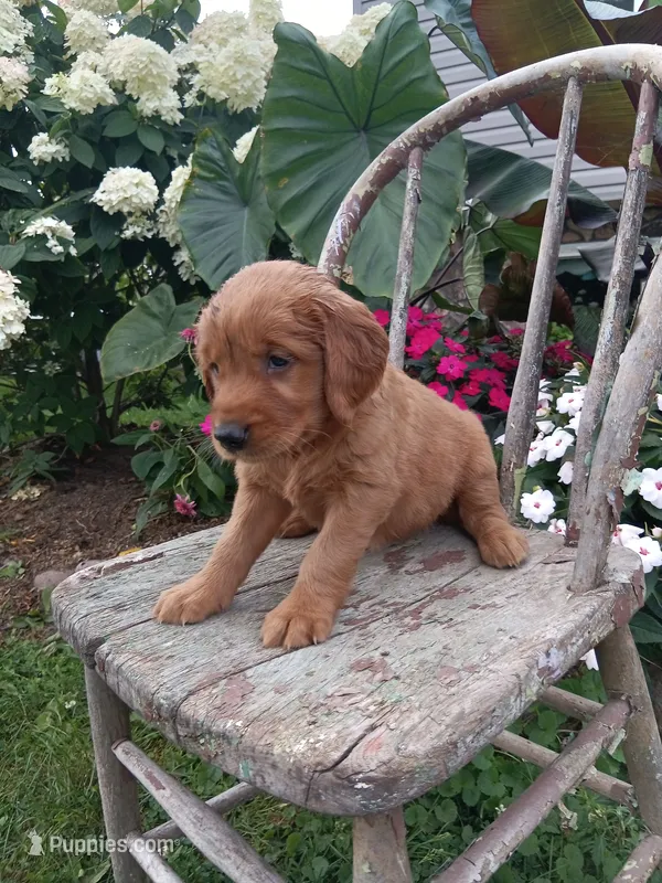 Harper – Golden Retriever puppy for sale in Owen, WI