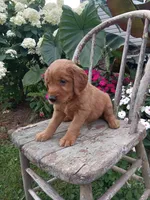 Harper, a female Golden Retriever for sale in Owen, WI – 1 of 6