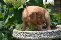 Homer, a male Golden Retriever for sale in Owen, WI – 7 of 7