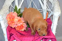 Bailey, a female Golden Retriever for sale in Owen, WI – 3 of 5