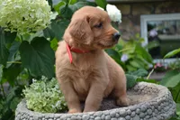 Hank, a male Golden Retriever for sale in Owen, WI – 7 of 8