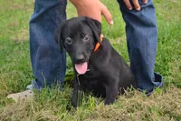 Orange Collar, a female Labrador Retriever for sale in Owen, WI – 1 of 1