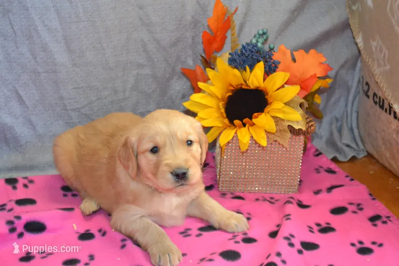 Morgan – Golden Retriever puppy for sale in Owen, WI