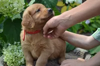 Hank, a male Golden Retriever for sale in Owen, WI – 3 of 8
