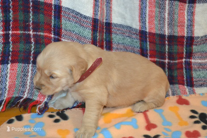 Morgan – Golden Retriever puppy for sale in Owen, WI